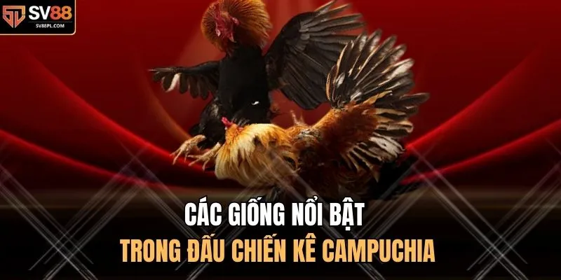Các giống nổi bật trong đấu chiến kê Campuchia