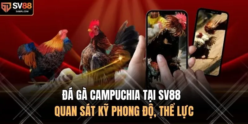 Đá Gà Campuchia Tại SV88 - Quan Sát Kỹ Phong Độ, Thể Lực