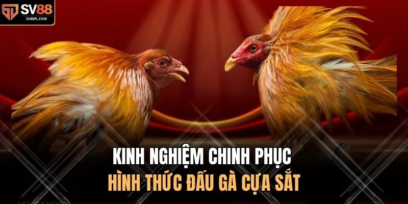Kinh nghiệm chinh phục hình thức đấu gà cựa sắt