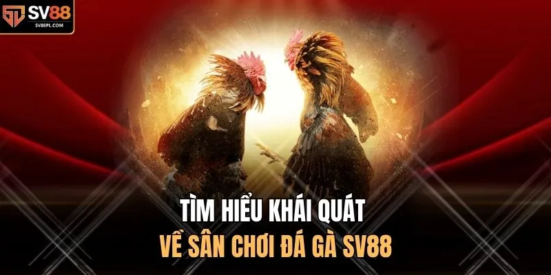 Tìm hiểu khái quát về sân chơi đá gà SV88